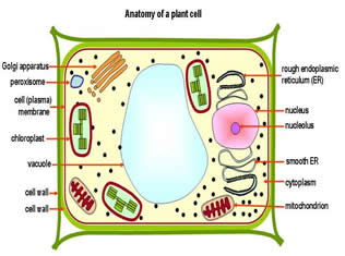 Plant Cell